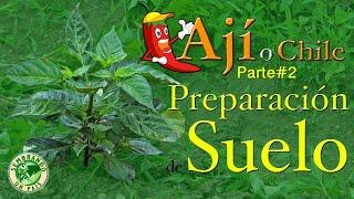 Ají o Chile. Parte#2: Preparación de Suelo & Trasplante