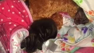 Foster kitten-7 Daria cute| Viral pats | cute pat world