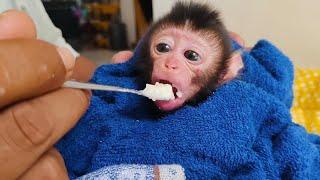 OMG⁉️teaching a baby monkey to eat porridge,it turns out the baby really likes it & eats it eagerly