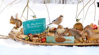 The Traveling Bird Feeder 3 -  Relax with squirrels & Birds (2-Hour special)