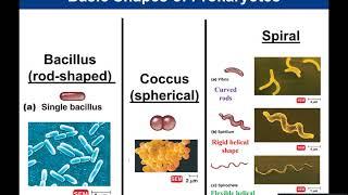 Chapter 3: Prokaryotic Cells