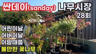[싼데이 나무시장] 28회, 5월 초 피고 지고 예쁜 꽃나무