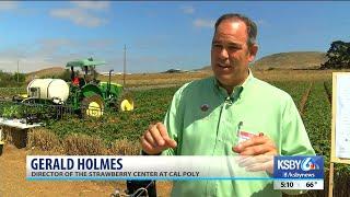 Cal Poly Strawberry Center highlights research at Strawberry Field Day