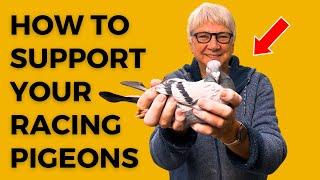 PIGEON RACING How To Protect Racing Pigeons