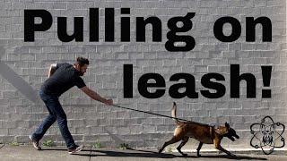 When is it OK? Pulling on leash explained!