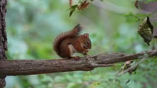 Red Squirrel at Ipswich River Wildlife Sanctuary - 10/9/2023