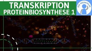 Transkription - Proteinbiosynthese 1 - Ziel, Ablauf & Phasen einfach erklärt - Genetik (Bio Abitur)