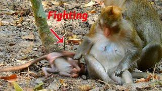 Anna fight baby monkey Anissa to deny milk