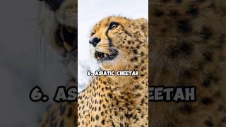 Top 10 Most Rare Animals in The World  | #rare #rareanimal #animals #shorts #viralvideo #top10 #fyp