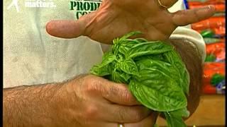 Selection & Storage Tips for Fresh Basil - The Produce Corner with Bob Corey