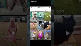 Cats Animals Pets TikTok