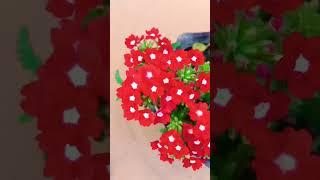 Verbena plant - garden ideas #gardeningideasforhome #gardening