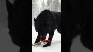 All Wolves Respect This!! (Alpha Black Wolf)