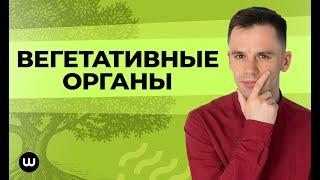 Вегетативные органы растений | ЕГЭ Биология | Даниил Дарвин