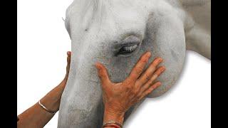 Why Polarity on Horses?