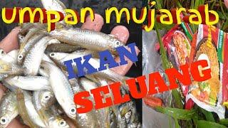 BERKAT UMPAN INI, PANEN RAYA IKAN SELUANG