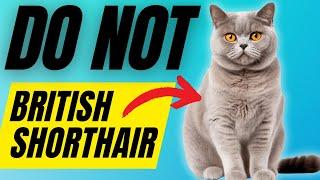 7 Reasons You SHOULD NOT Get A British Shorthair Cat