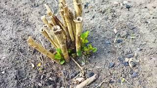 Морозы в июне  Снова на Витебщине замёрзли растения в саду и огороде, что выжило, а что погибло