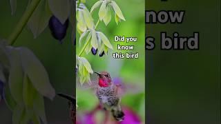 The Dance of the Hummingbird: Nature's Tiny Marvel 