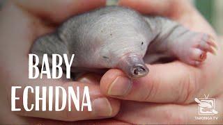 Hand-Raising a Rescued Baby Echidna