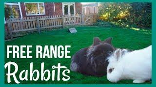 Free Range Rabbits!