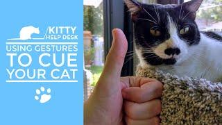 Using Gestures to Cue Your Cat