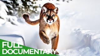 Wildcats - The Americas | Free Documentary Nature