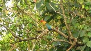 Call of The Stork-billed Kingfisher @ Pasir Ris Park-singapore