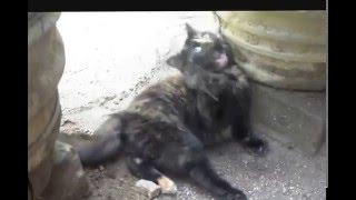 Two funny kittens ESK TV