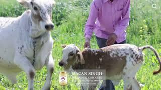 Traditional Desi Bilona/देसी बिलोना A2 Cow Ghee Making Process (Part 01)