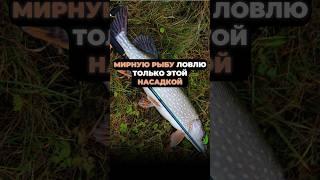 МИРНУЮ РЫБУ ЛОВЛЮ ТОЛЬКО ЭТОЙ НАСАДКОЙ #рыбалка #насадкадлярыбалки #fishing #рыба