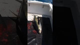 HUGE Yellowfin Tuna Thrown At My Feet! #shorts