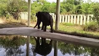 Kaavan elephant update, Follow me, I know a short cut! 