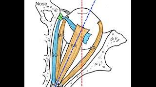 Extraocular muscles tutorial