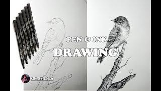 Bird Drawing | Pen And Ink | Step By Step