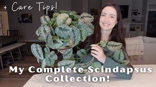 My Complete Scindapsus Collection and Plant Care Tips! Series Part 1