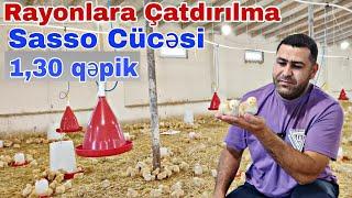 Sasso Cücəsi 1.30q  Cücəsi Hər Növ Cücelərin Satışı