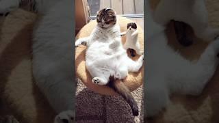 Funny animals 2023 - Funniest Cats and Dogs Video337 #shorts