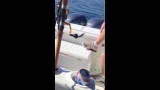 Siesta Key Cobia