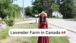 Kelso Lavender Farms, Ontario, Canada 