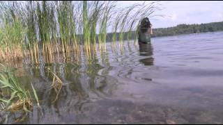 DNR Confirms Two More Brainerd Lakes Area lakes Infested with Zebra Mussels - Lakeland News at Ten