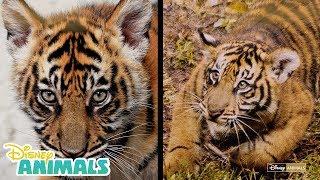 Baby Tiger Cubs | Disney Animals | Disney Junior