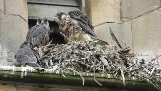 Peregrines nesting in urban Pendle.