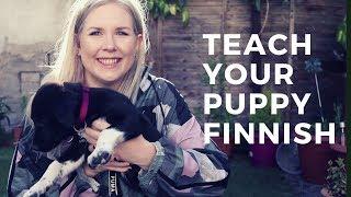 Teach Your Dog To Speak Finnish In 4 Minutes