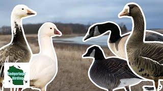 INSANE Goose Migration in Wisconsin (Finding All 5 Species)