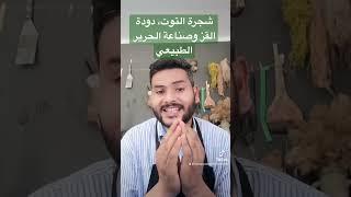 تاريخ صناعة الحرير الطبيعي في واحات ڤابس قديما وعلاقته باشجار التوت الكثيفة. #صناعة #الحرير