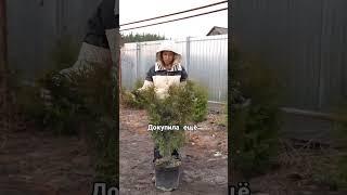 Зонирование участка, скрытие не красивого забора, еще больше идей ландшафтного дизайна в профиле