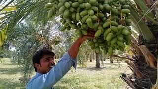 Dhakki Dates plants