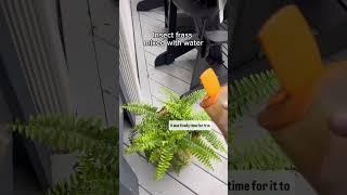 Fern rehab