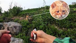 A blind stray cat lives by picking up dead fish, hoping to get one from a fisherman